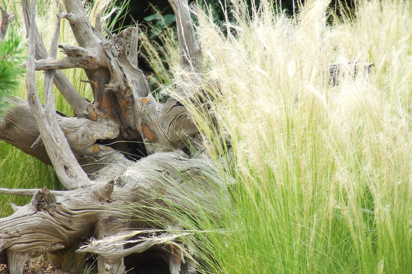 Mexican Feather Grass